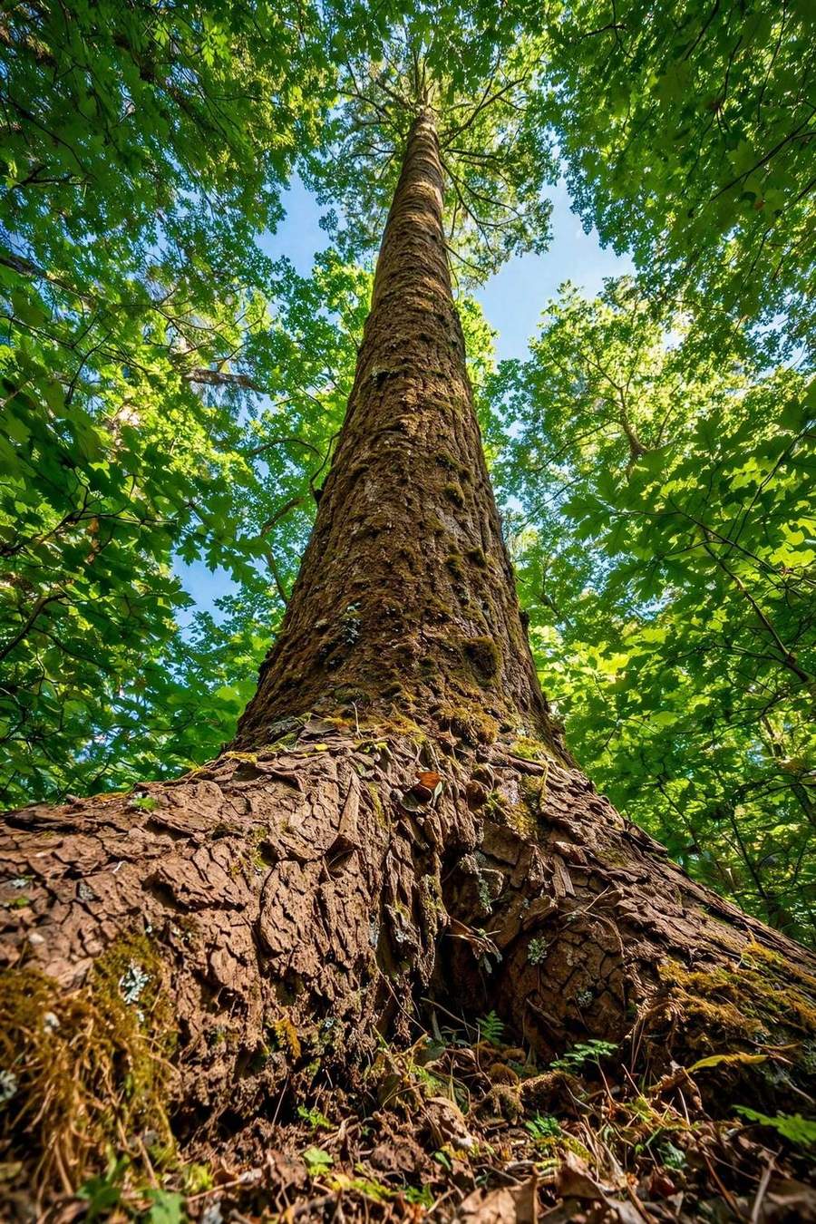 Looking up a tall tree trunk into the canopy